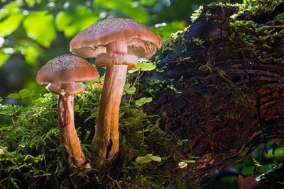 mushroom-2796220_1920