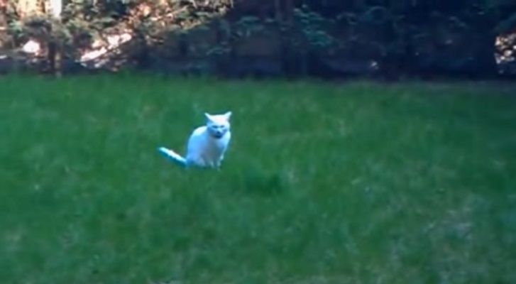 動物動画 ダイナミックに回転する猫 Nicheee ニッチー テレビリサーチ会社がお届けする情報サイト