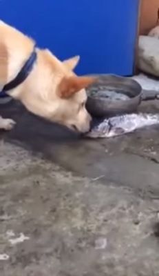 水犬