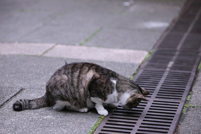 14862387401_165687b1b2_o