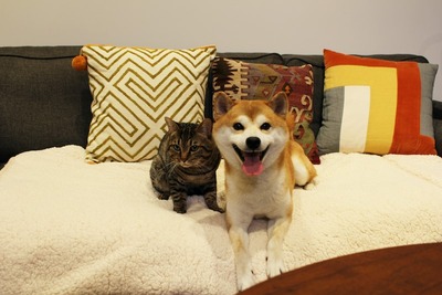 �ѥʥ��˥å���