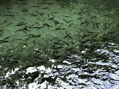 魚4