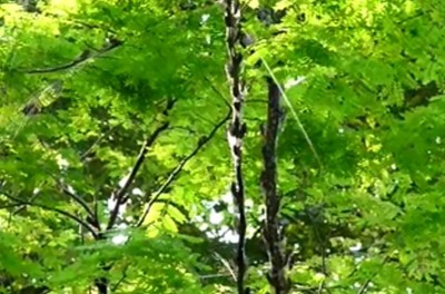 �����ä�����