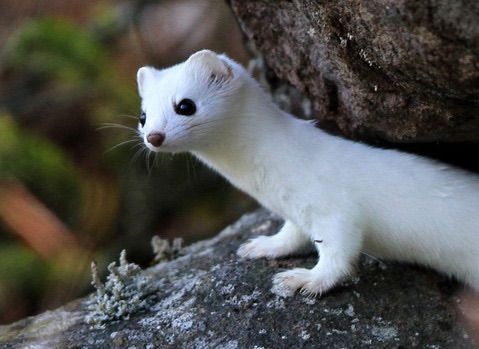 この世で最も可愛い動物は猫でも犬でもカワウソでもアザラシでもない 風速報