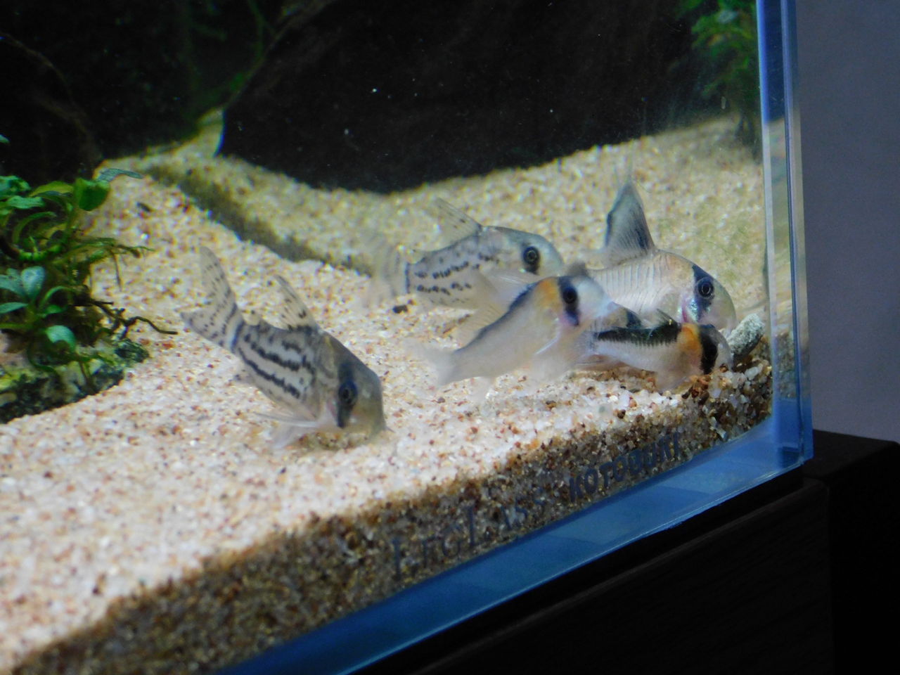 チビ太のあれからとコリドラス水槽のあれから ふまおくん の水槽