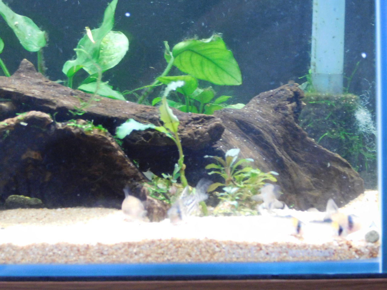 チビ太のあれからとコリドラス水槽のあれから ふまおくん の水槽