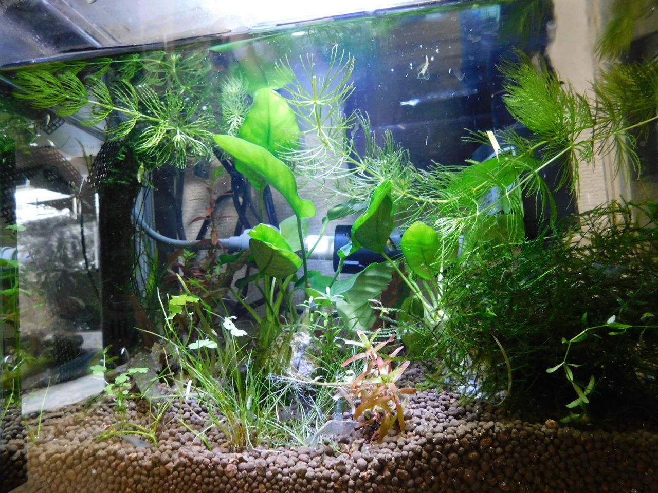 水草ストック水槽 ふまおくん の水槽