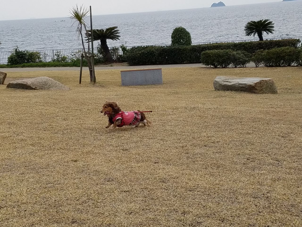 わんこと大塚海浜緑地 ラグーナビーチ で走る 走る Fu Maroの足あと わんこと大塚海浜緑地 ラグーナビーチ で走る 走る Fu Maroの足あと