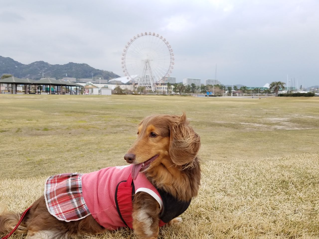 わんこと大塚海浜緑地 ラグーナビーチ で走る 走る Fu Maroの足あと わんこと大塚海浜緑地 ラグーナビーチ で走る 走る Fu Maroの足あと
