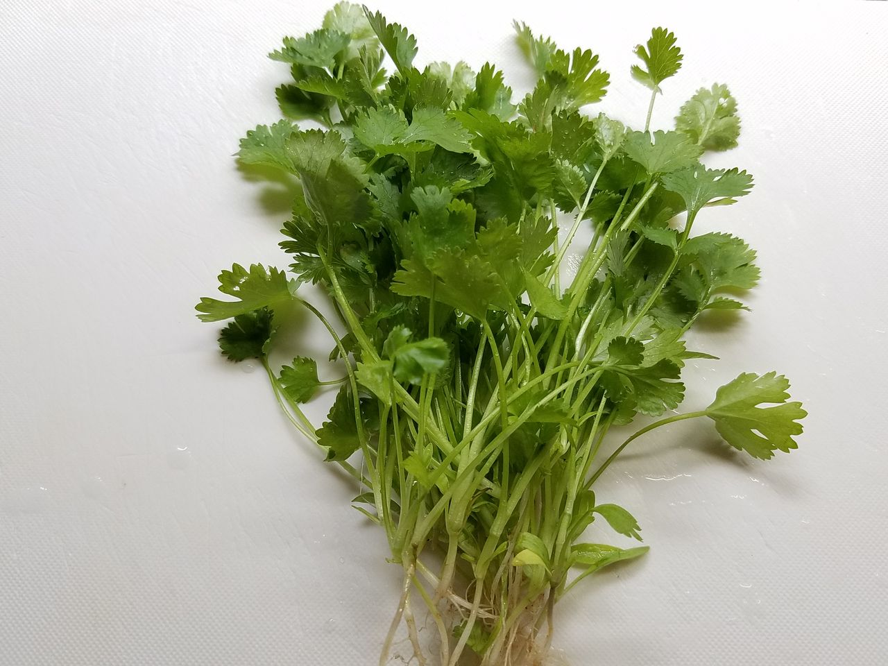 パクチー収穫 Fu Maroの足あと