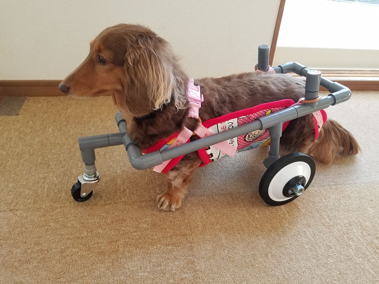 パグなど小型の中型犬用 歩行器 四輪車 車椅子 - 犬用品