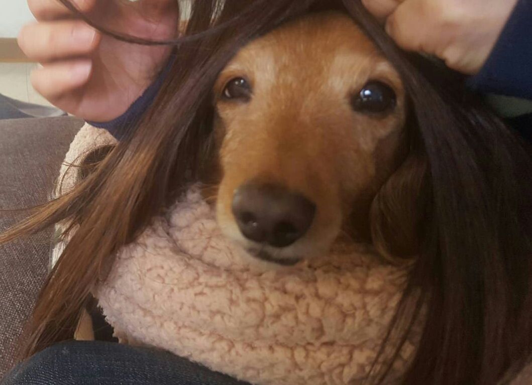 ふうちゃんがロン毛に Fu Maroの足あと