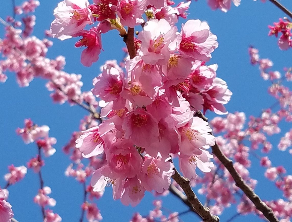 わんこと掛川城の掛川桜を見に行ってきたよ Fu Maroの足あと