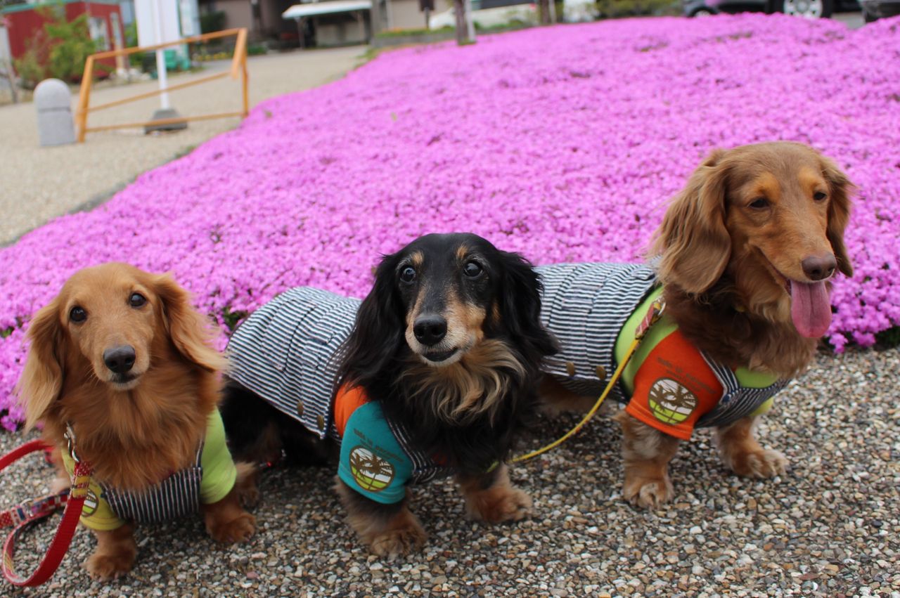 わんこと三ツ又池公園の芝桜を見に行ってきたよ : fu-maroの足あと