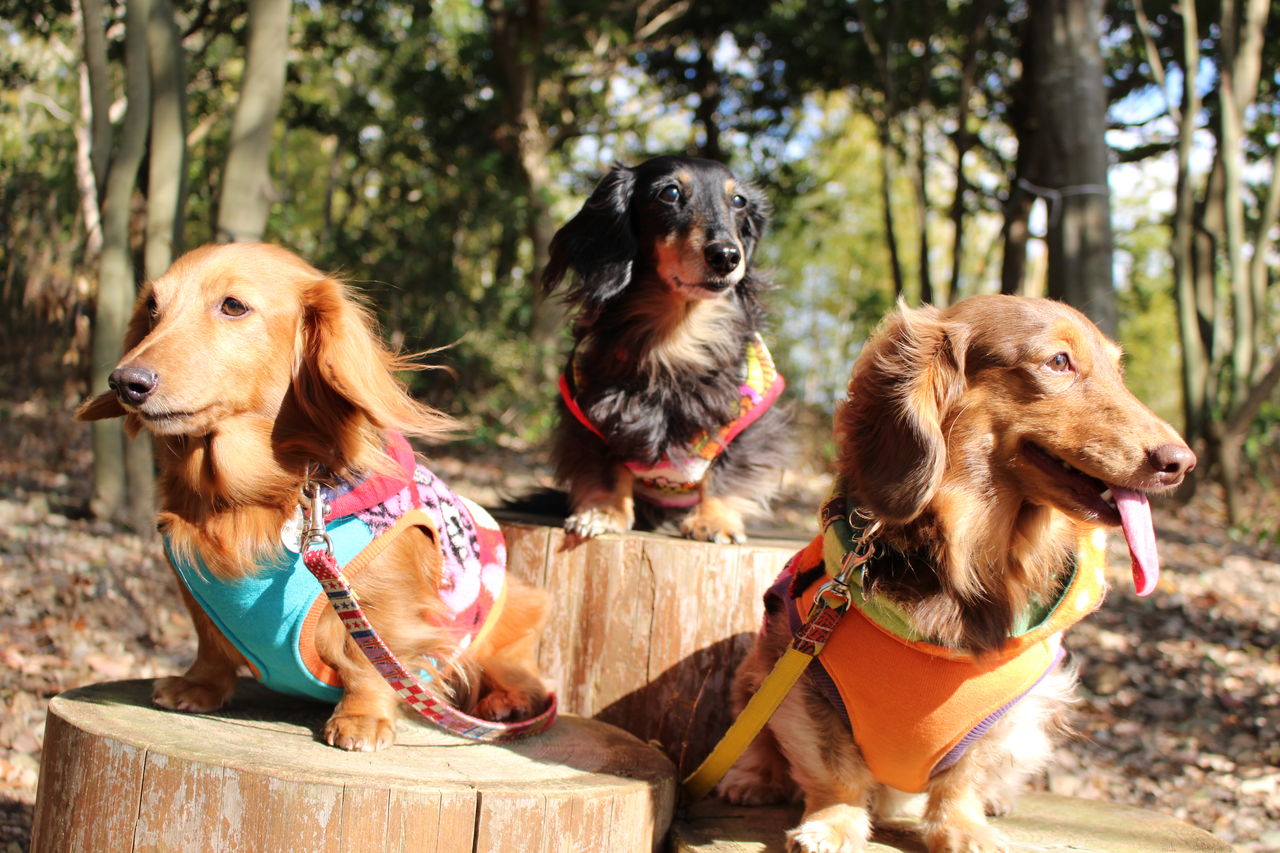 浜名湖ガーデンパークの後は美味しいハンバーガー Fu Maroの足あと