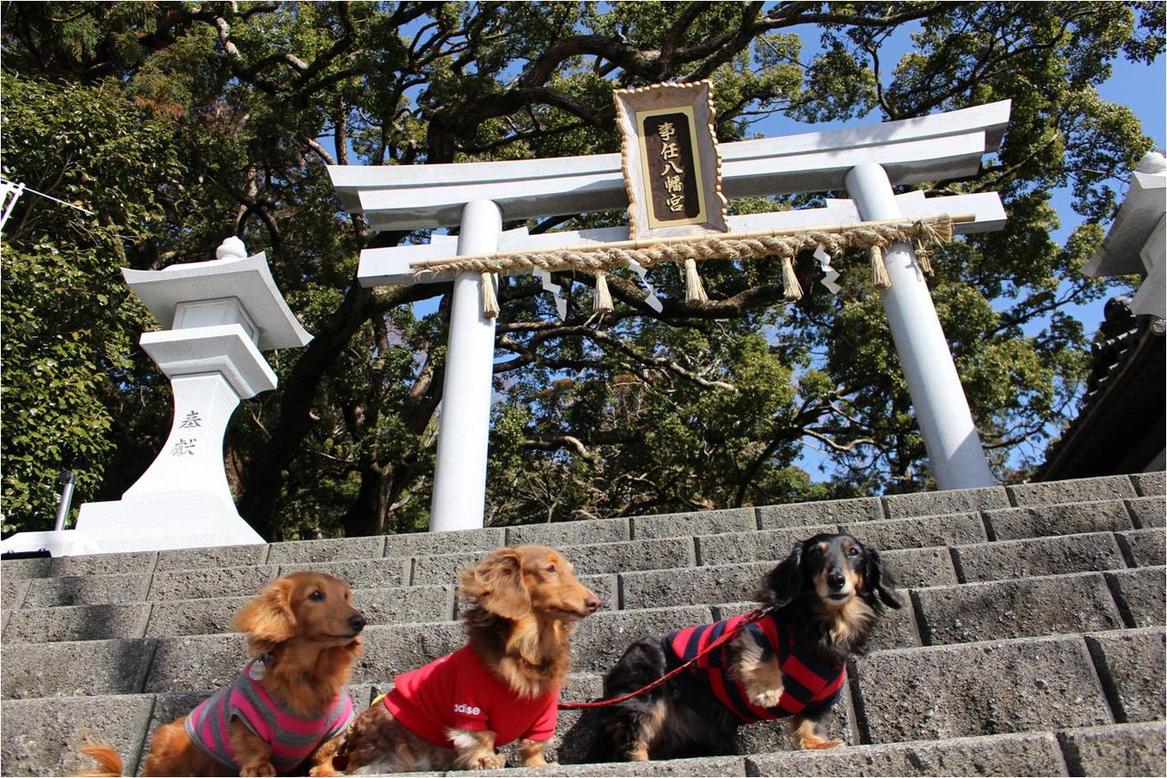 わんこ達と事任八幡宮のパワースポットへ Fu Maroの足あと わんこ達と事任八幡宮のパワースポットへ Fu Maroの足あと