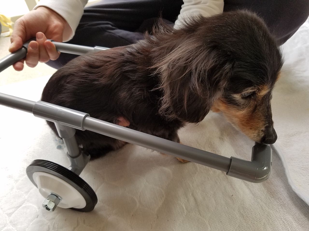 ココちゃんに 犬用車椅子を作ってあげよう 大作戦 Fu Maroの足あと
