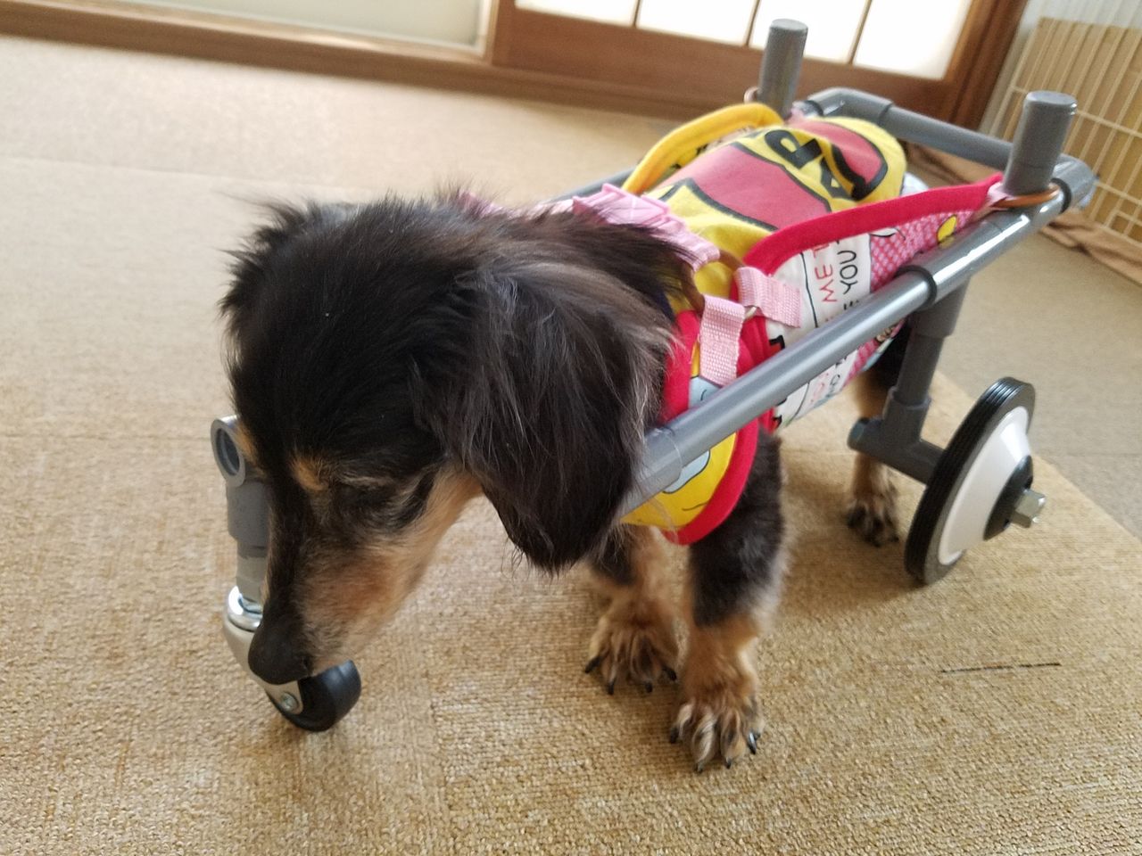 ココちゃんに 犬用車椅子を作ってあげよう 大作戦 Fu Maroの足あと