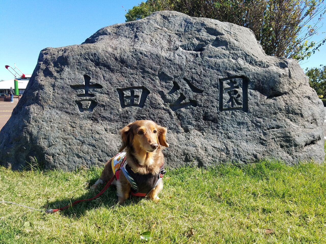 わんこと一緒に吉田公園とSWENへ行って来たよ～ : fu-maroの足あと