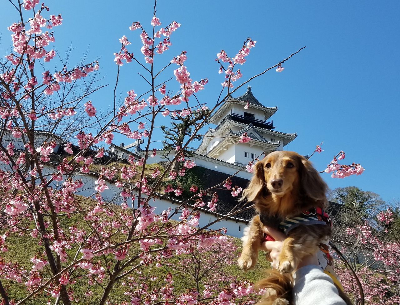 わんこと掛川城の掛川桜を見に行ってきたよ Fu Maroの足あと