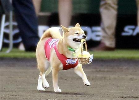 npb13072221450006-p1