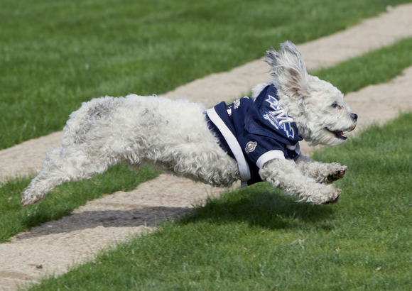 ap-brewers-hank-baseball