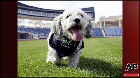 140225012556_Brewers-Hank-stray-dog
