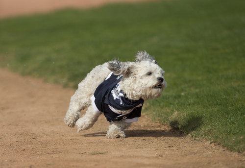 chi-photos-brewers-adopted-dog-hank-20140226-006