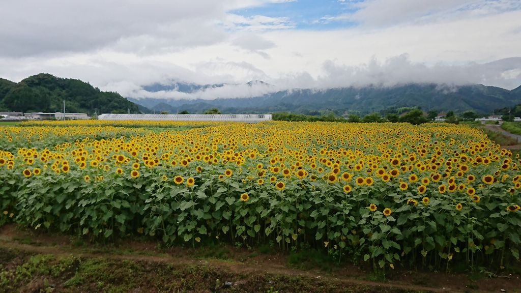 梅雨のあいまに 早咲きのひまわり Fum S Diary Since15