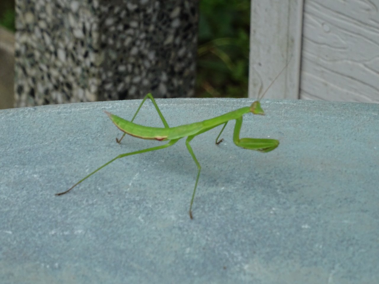 夏の昆虫たち色々 超レア物のタマムシも出現 ダンディ社長fumiのお役立ち情報