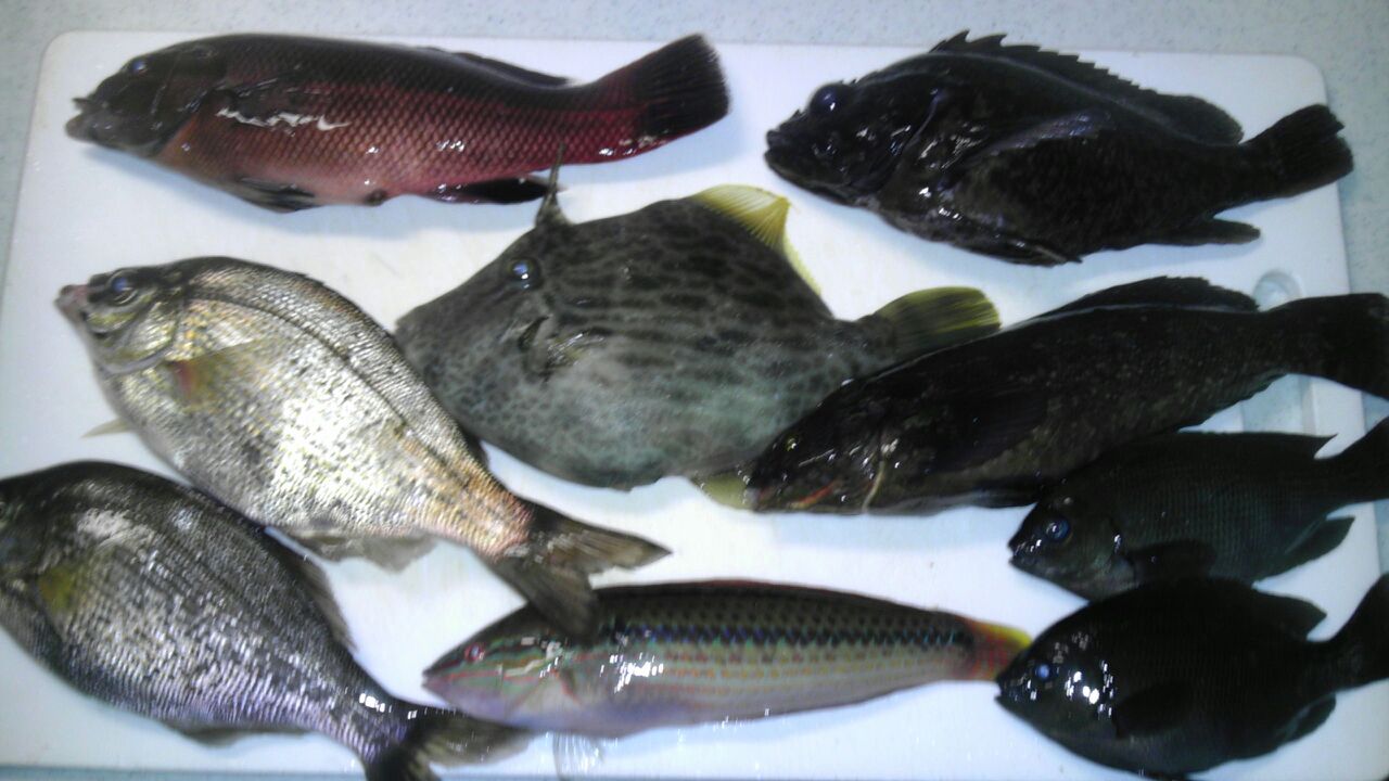 11月17日 新潟東港 消防署裏 釣れnice Day