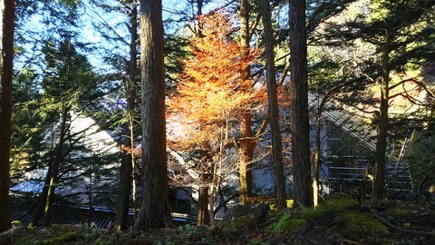 [画像:95c2de3c-s.jpg]