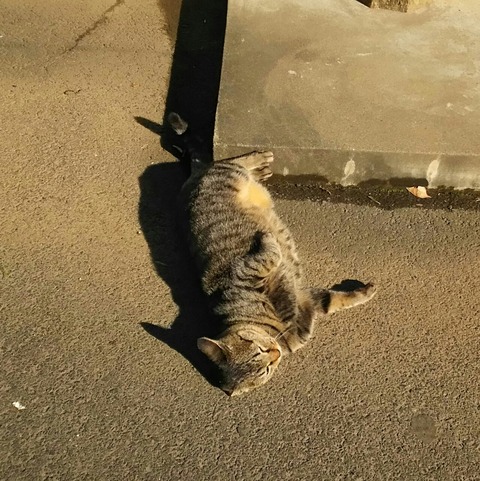 [画像:ed1c45d1-s.jpg]