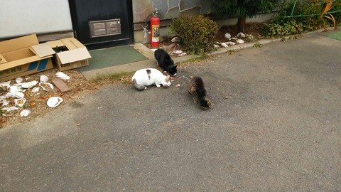 [画像:f7a2bdb5-s.jpg]