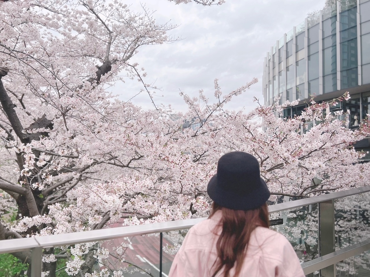 2023.03.28 櫻坂46 守屋麗奈「夜桜」blog写真撮影場所 : fumi Diary 2
