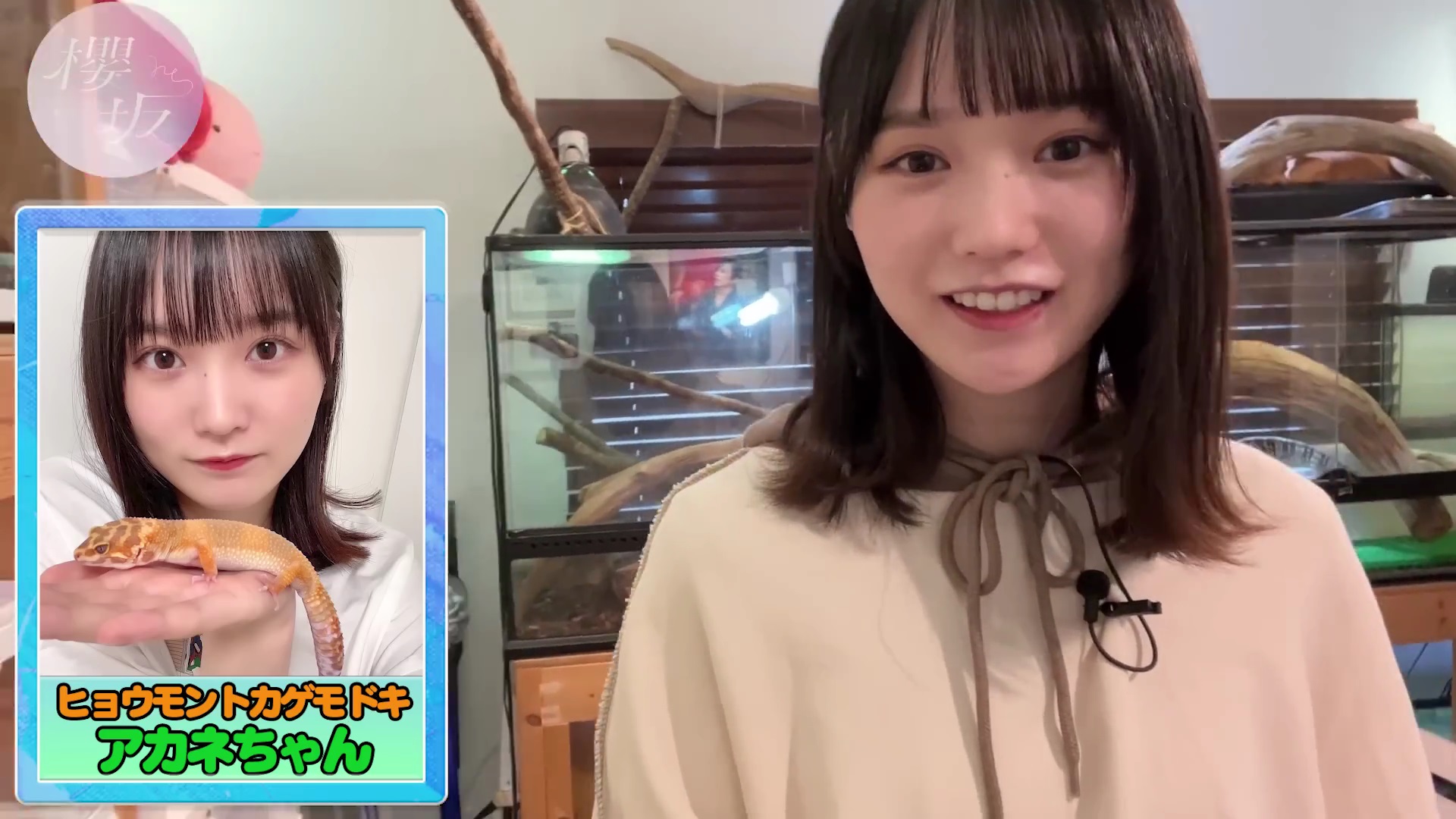 櫻坂46 増本綺良 爬虫類カフェ撮影場所 : fumi Diary 2号店: ロケ地ノート