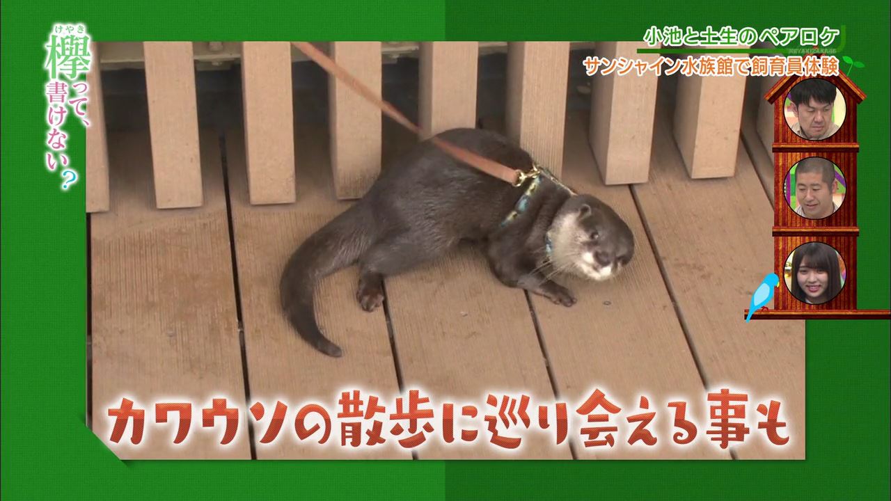 欅坂46「欅って、書けない?」小池・土生のペアロケ : fumi Diary 2号店