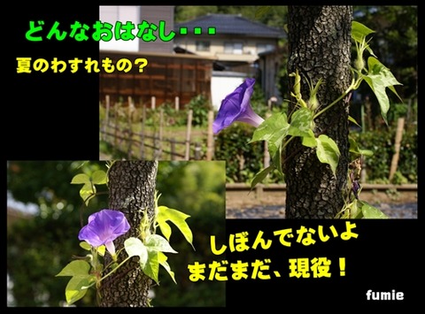 読み聞かせデジタル紙芝居、あさがお