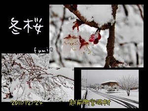 s6冬桜