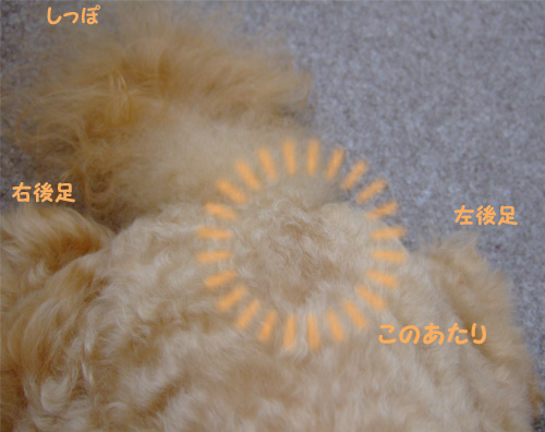 ココアの体 育犬500日目 トイプードル ココアの育犬日記