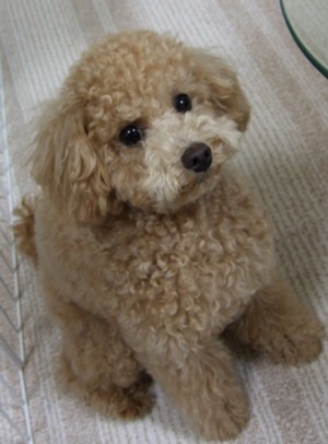 変化 育犬329日目 トイプードル ココアの育犬日記