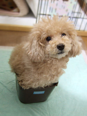 2505日目 01 7歳箱入り