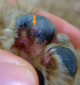 犬 肉 球 赤い 犬が肉きゅうを舐める4つの理由 異常時の対処法と手入れ方法も 犬 肉 球 赤い 犬が肉きゅうを舐める4つの理由 異常時の対処法と手入れ方法も