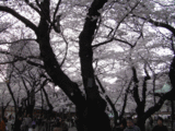 2008桜5