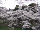 2008桜1