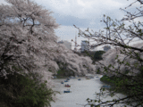 2008桜4