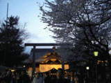 2008桜6