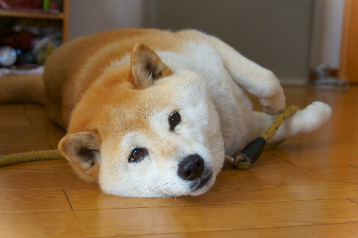 柴犬のお尻 こまちの通り道 オオカミ像を求めて