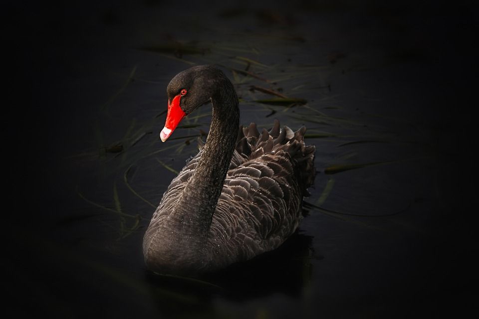 black-swan-122983_960_720