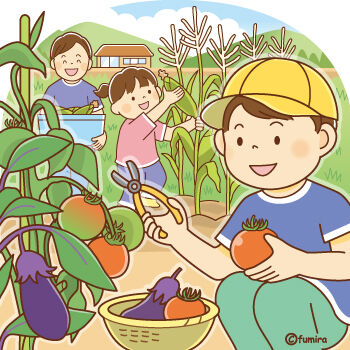 野菜の収穫350